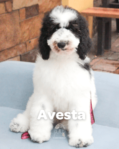 AVESTA