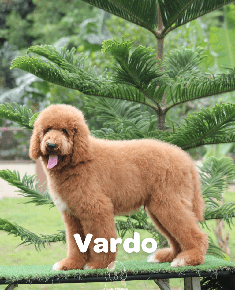 VARDO